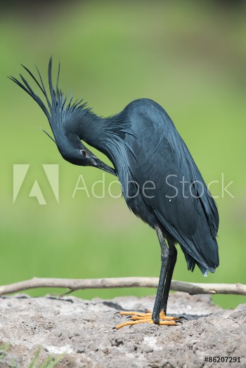 Bild på Black Heron Egretta ardesiaca bent over for preening
